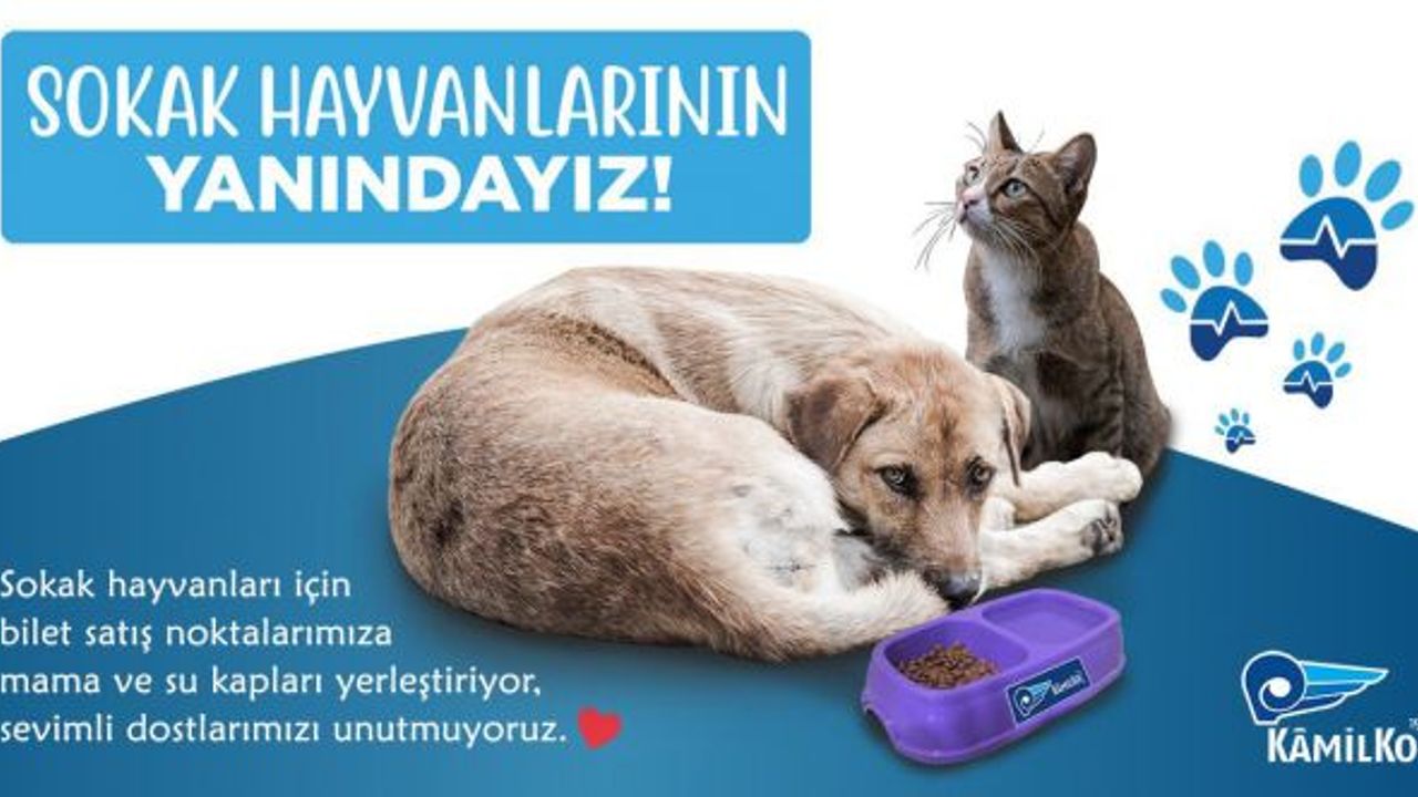 Kâmil Koç “bir kap mama bir kap su”projesi ile sokak hayvanlarının yaşamlarına dokunuyor!