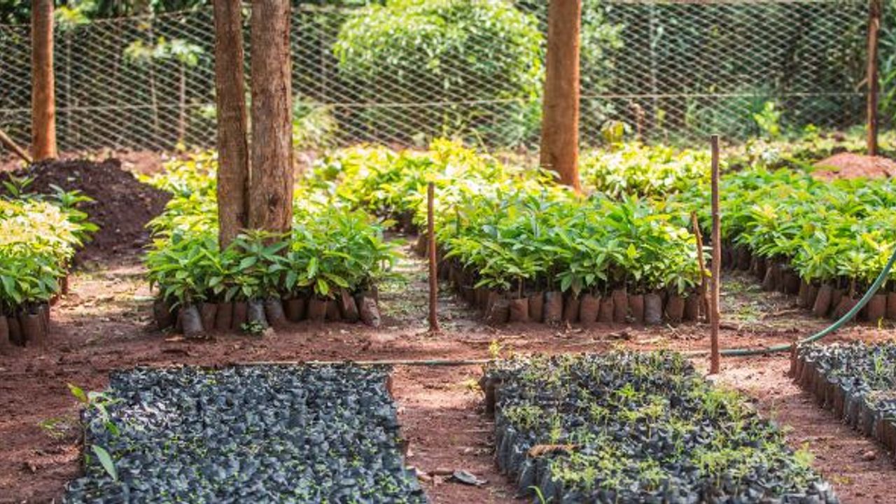 PETRONAS Madeni Yağlar, sıfır karbon emisyonu hedefiyle ağaç dikme projesine başlıyor