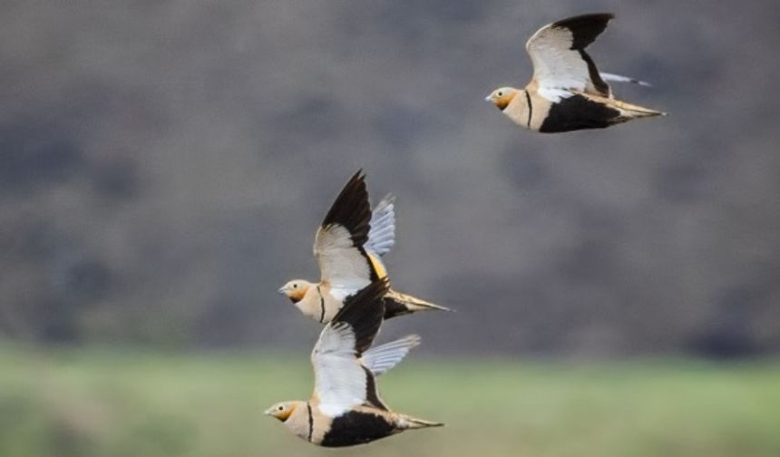 Doğaya Kanat Açtık
